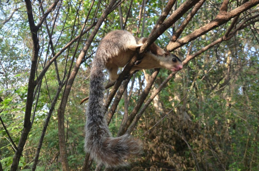 an animal climbing up a tree branch in a forest