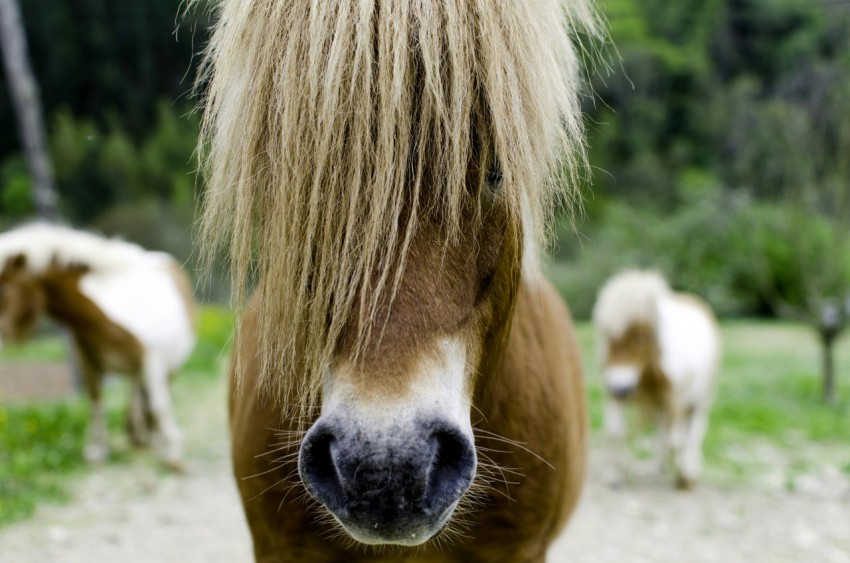 a close up of a horse with long hair