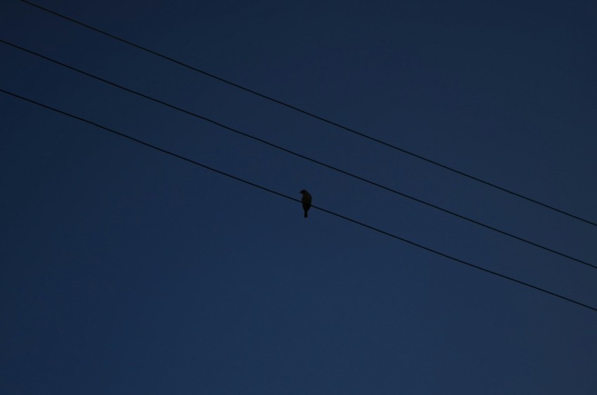 a bird sitting on a power line at night