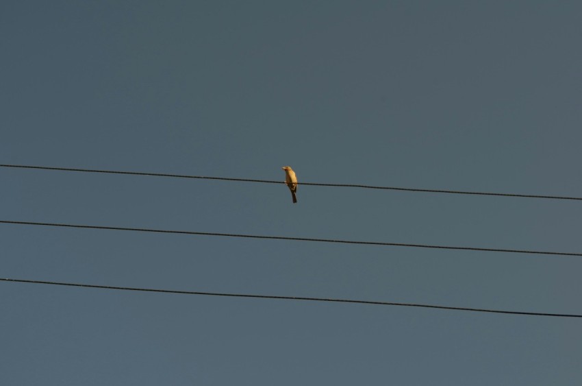 a bird sitting on top of a power line