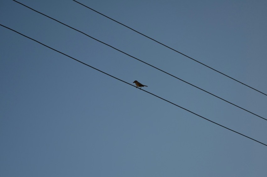 a bird sitting on top of a power line