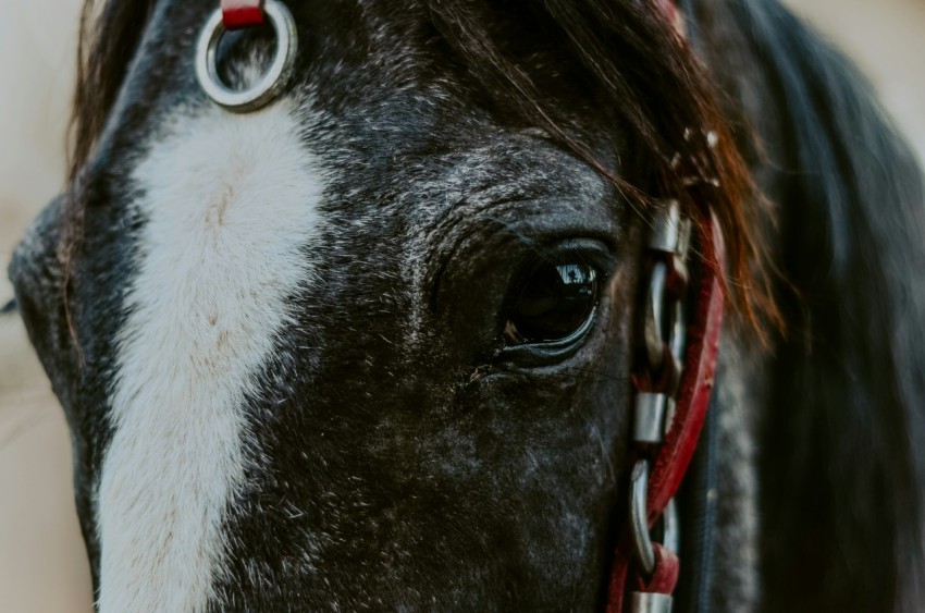 closeup photo of black and white horse m