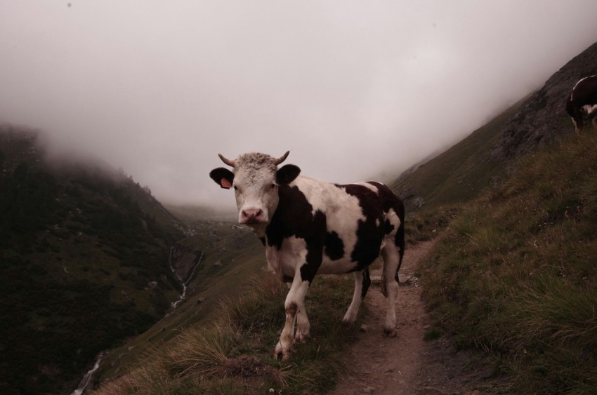 white and black cattle on empty field under cloudy sky