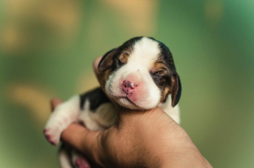 person holding short coated white and black puppy _eV65AZ