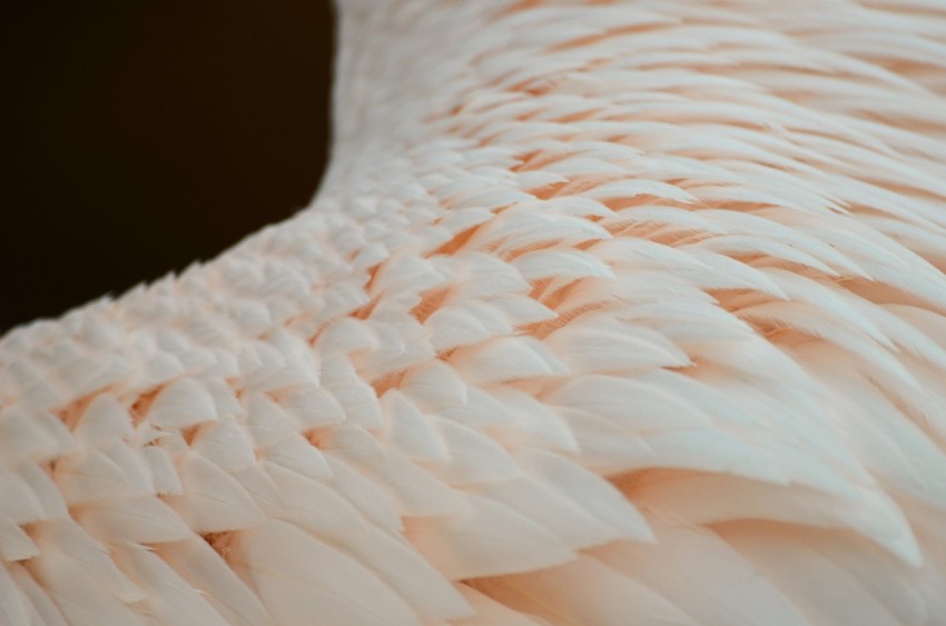 a close up of a white birds feathers