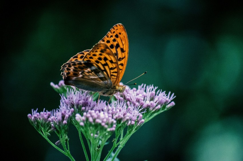 gulf fritillary butterfly perched on purple flowers