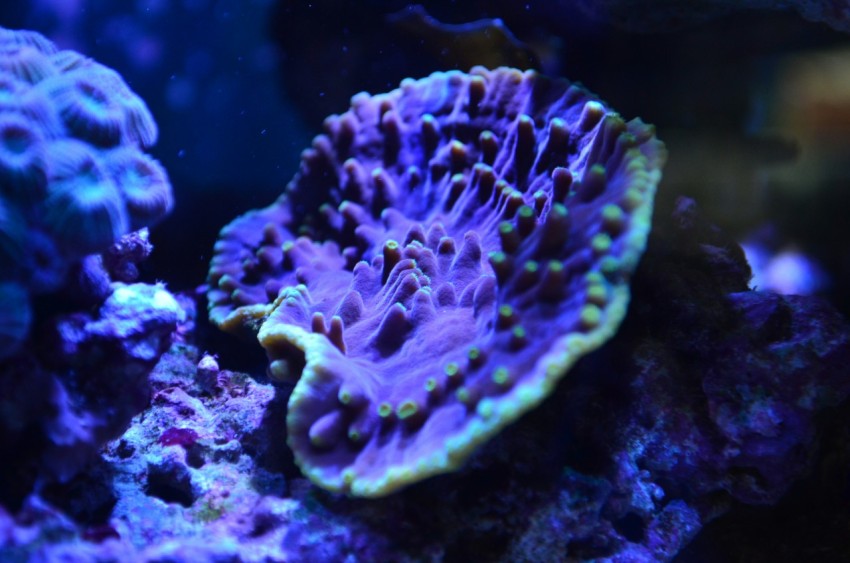 purple and green coral reef