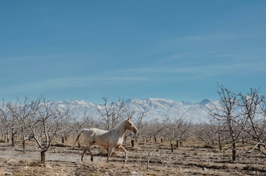 white stallion running on ground next to leafless trees