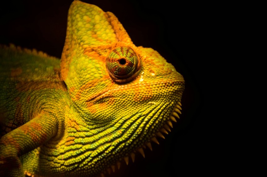 close up photo of yellow and green lizard