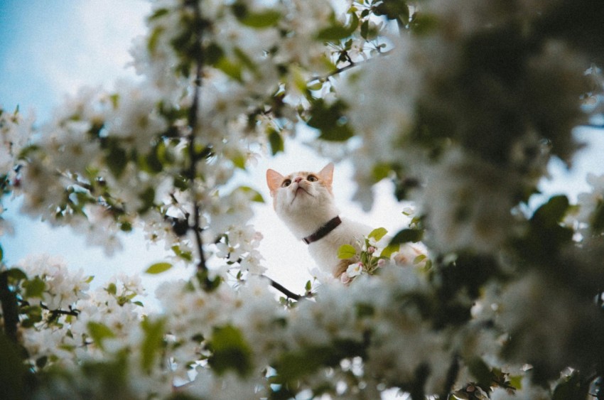 selective focus photography of short fur white cat on tree