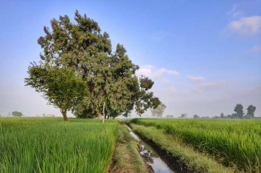 a field with a puddle of water in the middle of it