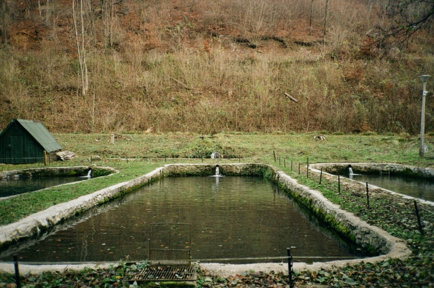 a small pond in a field with a house in the background