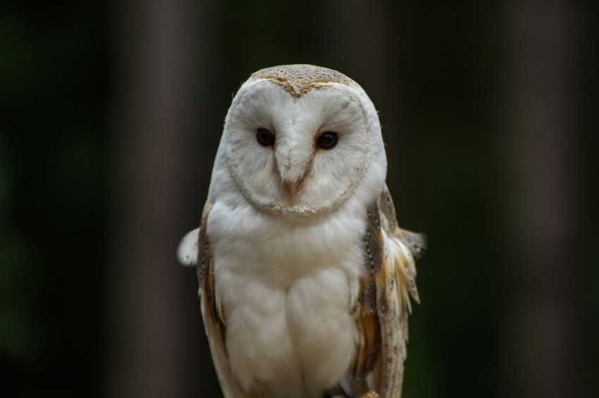 a barn owl perched on a branch in a forest