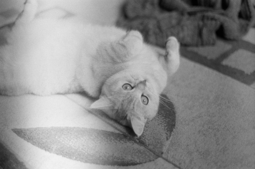 a black and white photo of a cat laying on the floor