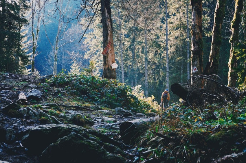 low angle photography of brown and gray forest