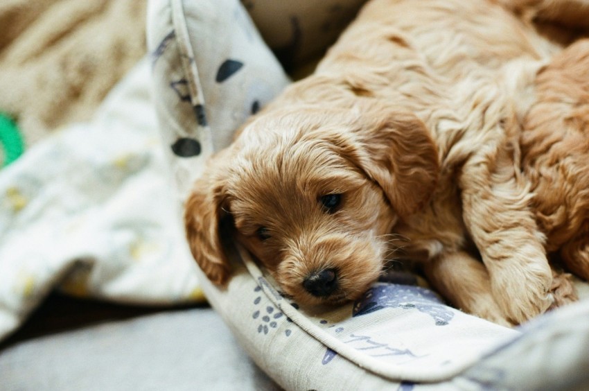 brown long coated small dog lying on white and blue textile TTl