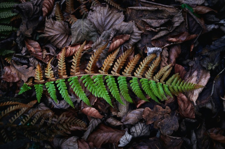 boston fern on dried leaves