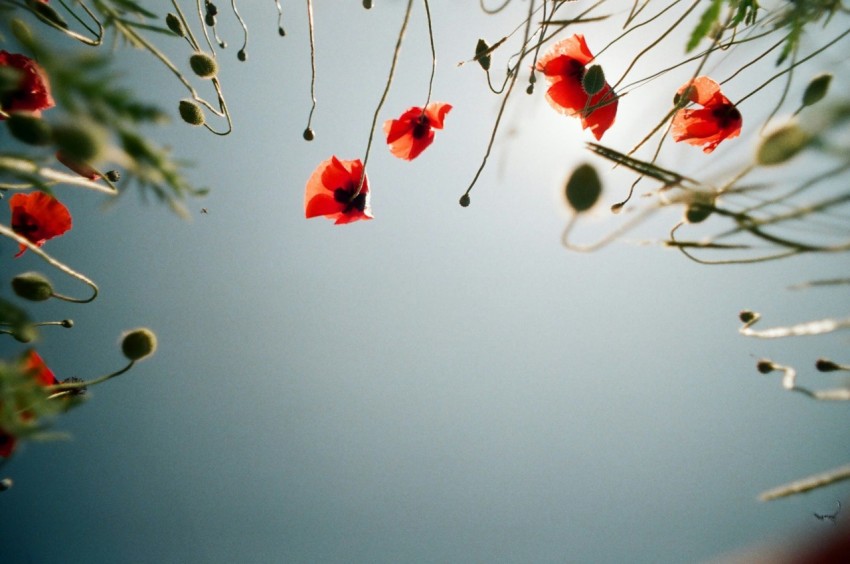 close up photo of red petaled flowers