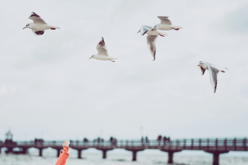 four white flying birds SiW