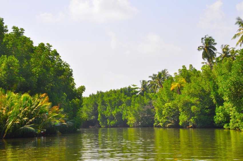 a body of water surrounded by lush green trees