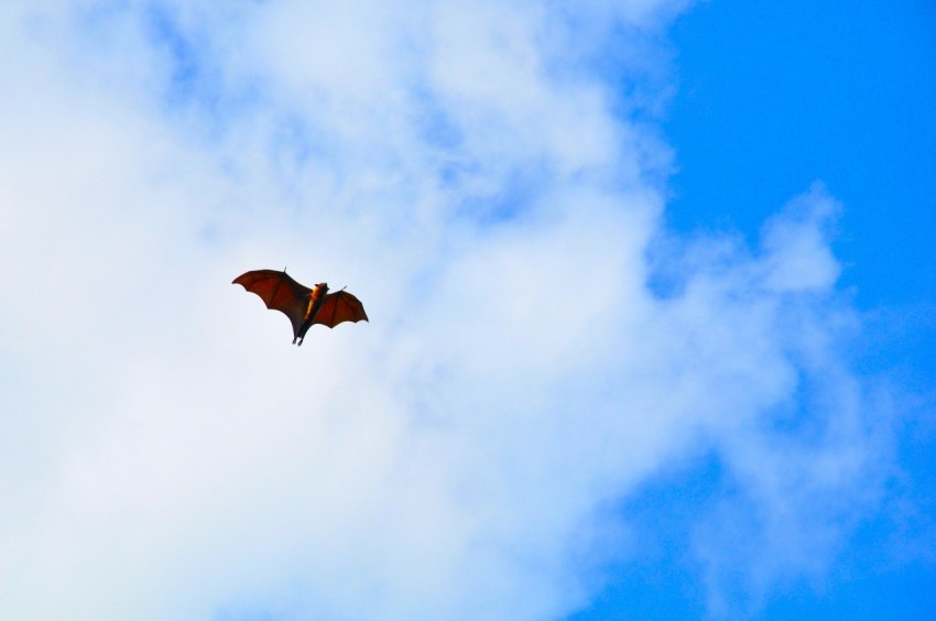 a bird flying through a cloudy blue sky