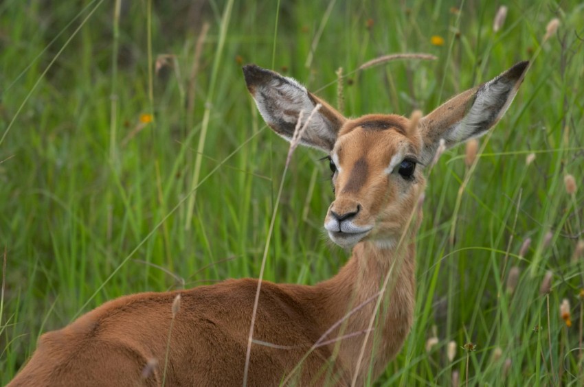 brown deer on green grass during daytime GZ