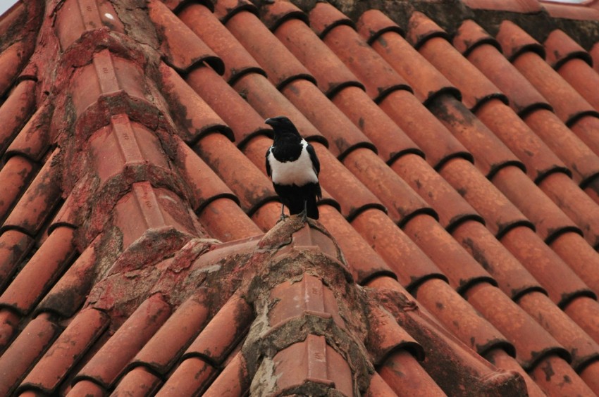 a bird on a roof