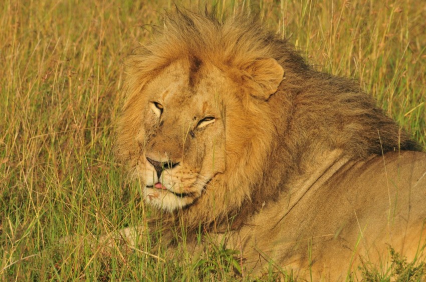 a lion laying in a field of tall grass