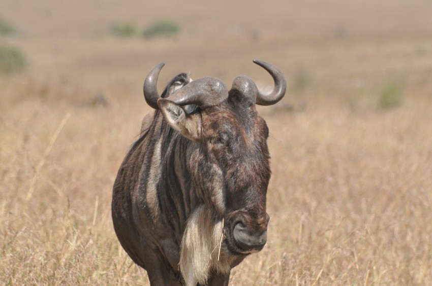 brown yak on brown grass field during daytime