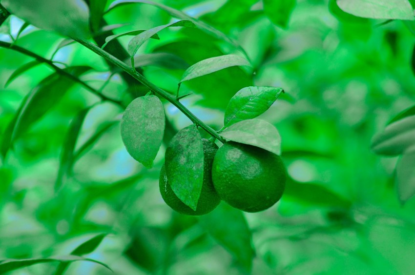 green oval fruit in close up photography