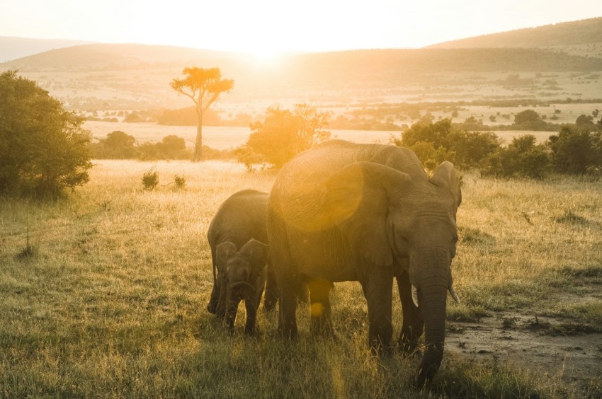 elephant walking on green grass field during sunset OeD4SjY