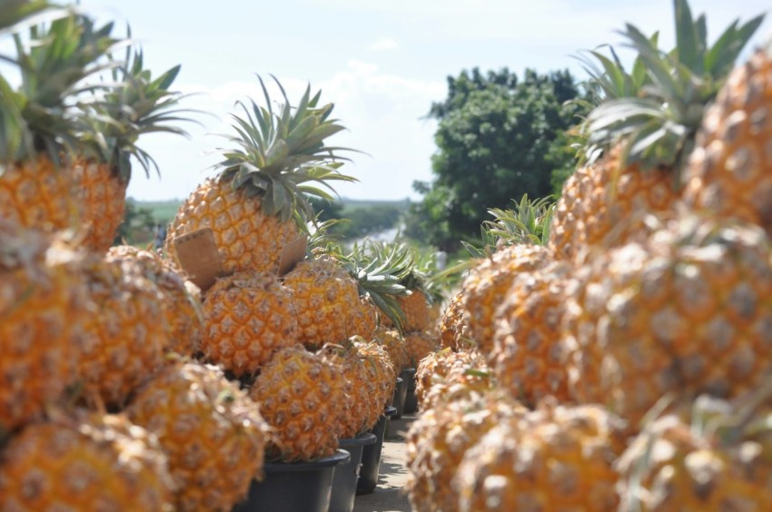 a bunch of pineapples are in a row