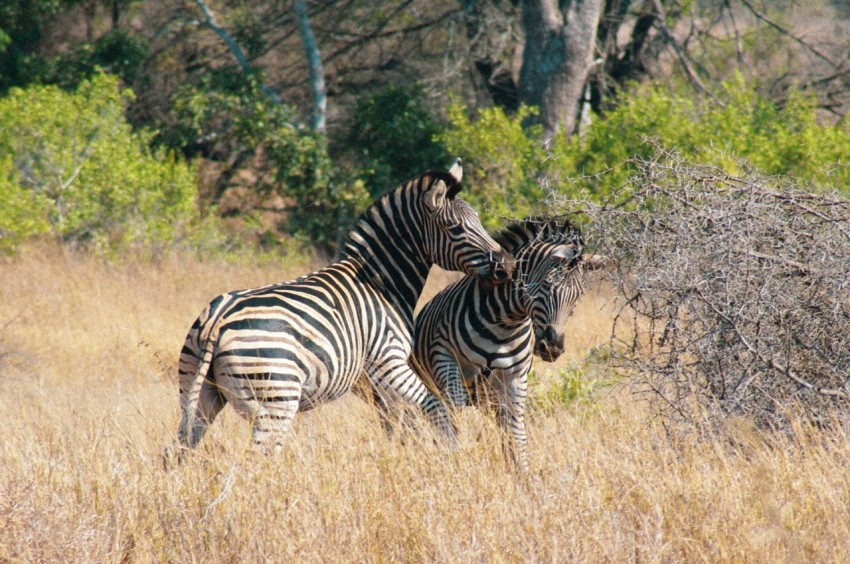 zebra on brown grass field during daytime