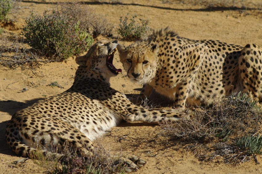 a couple of cheetah laying on top of a dirt field JGH