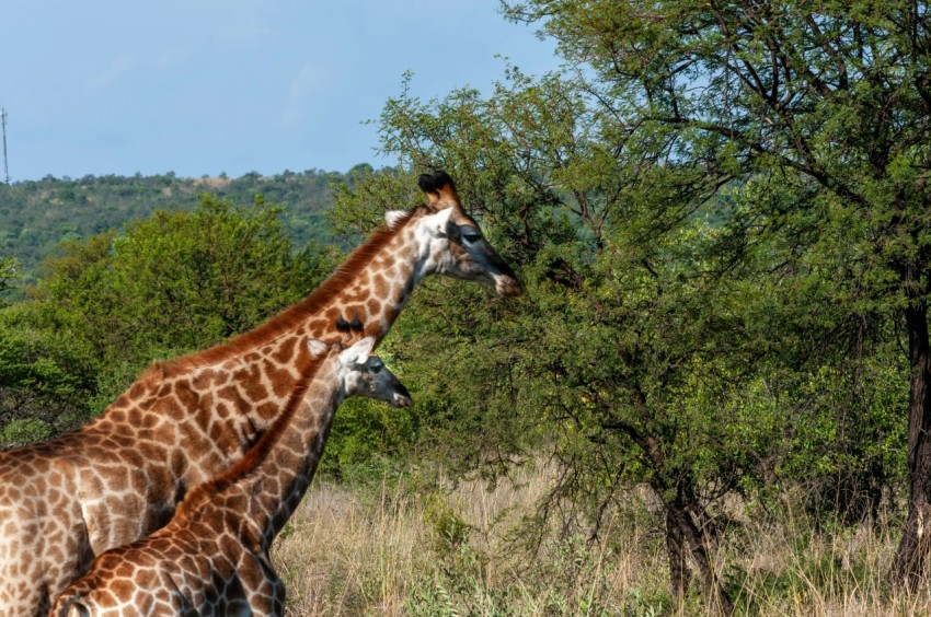 giraffe standing on green grass field during daytime