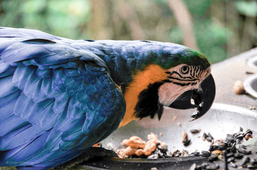 blue yellow and orange parrot