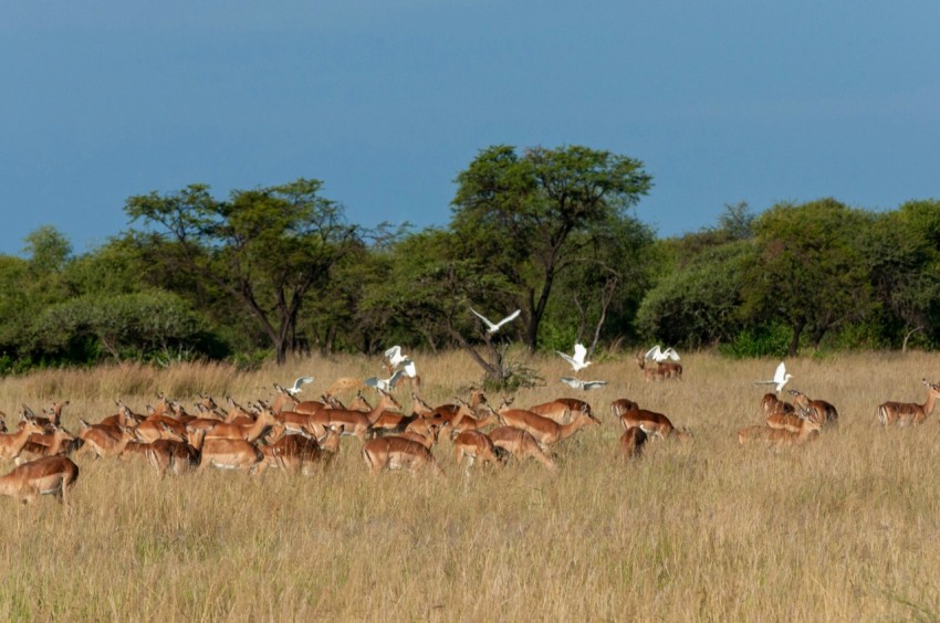 herd of deer on green grass field during daytime