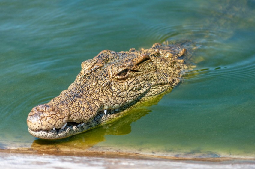 brown crocodile on body of water during daytime Y56UnEivL