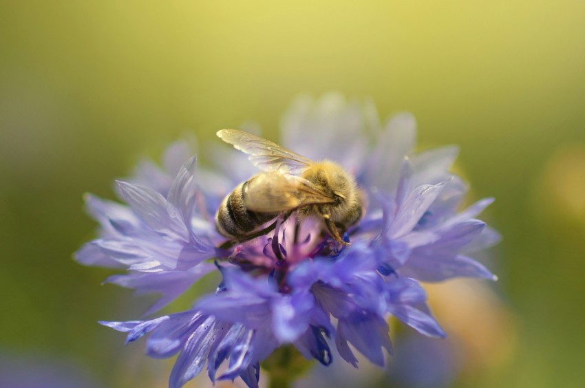 a bee sitting on top of a purple flower TXmGhqF1X