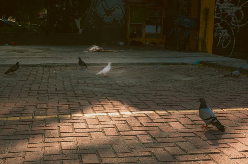 a group of birds standing on top of a brick road