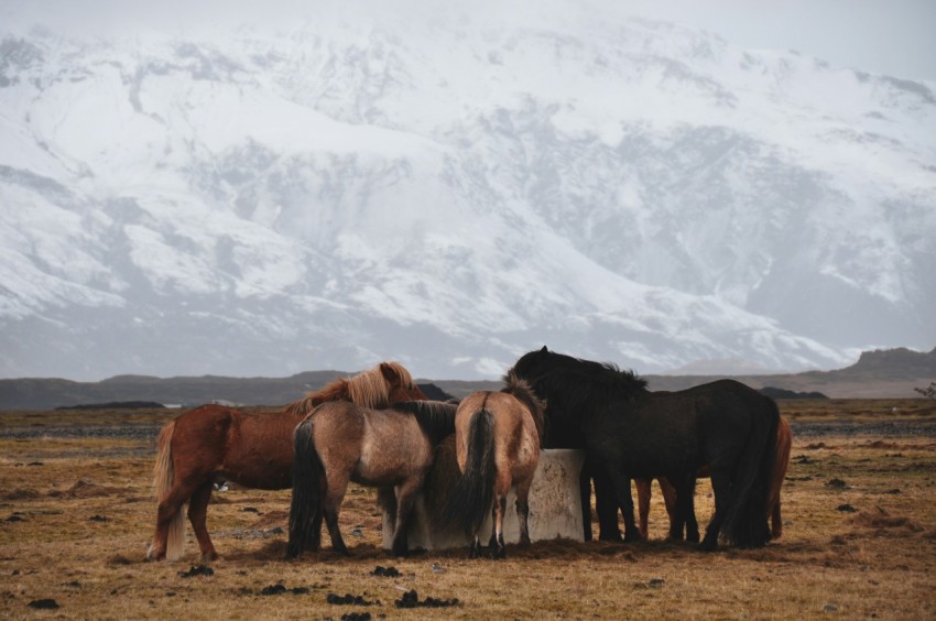 group of horses drinking from water well