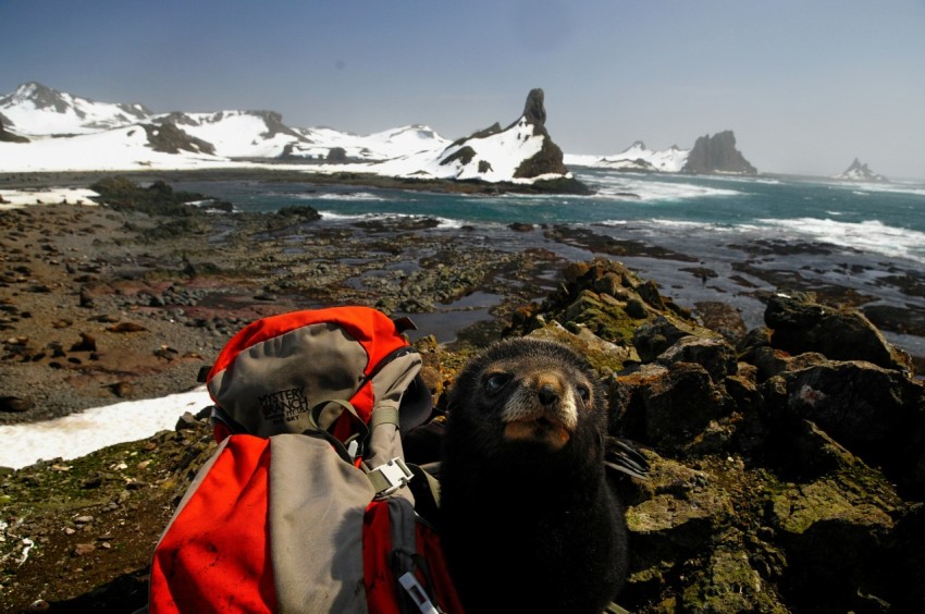 sea lion on rock near sea