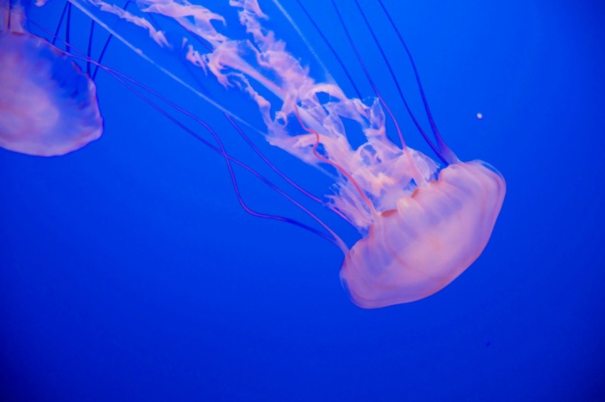 closeup photo of jellyfish