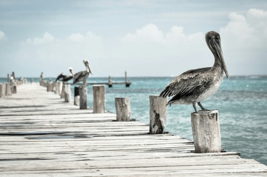 gray and white birds on wooden sea dock at daytime Y