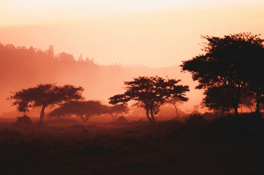 landscape of trees and mountain z lNmXoXt