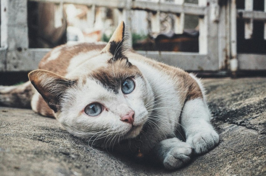 selected focus photo of tricolor cat leaning on gray concrete paving