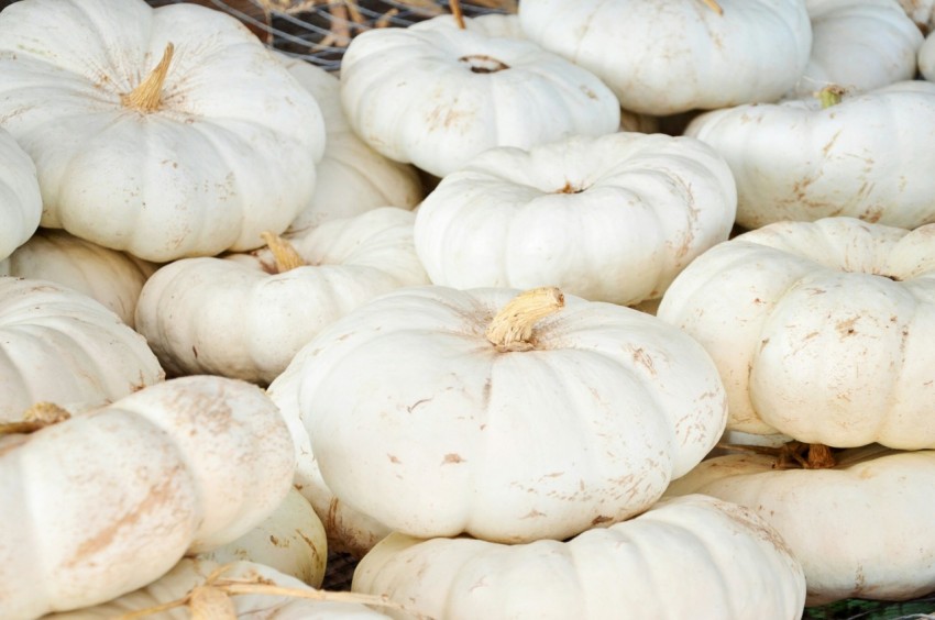 pile of pumpkin lot