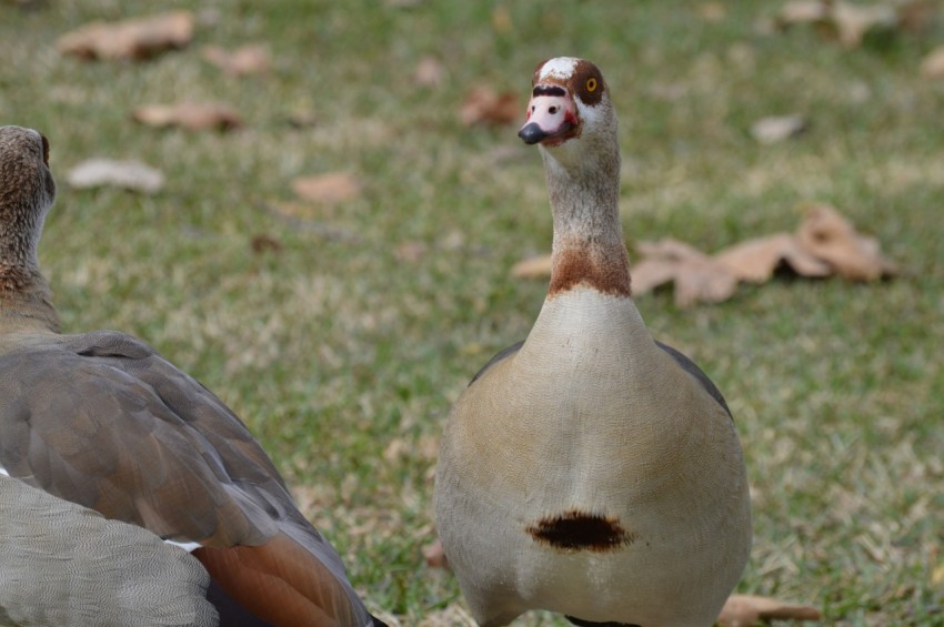 brown and white duck on green grass during daytime