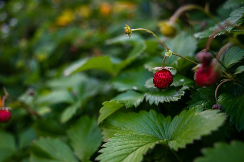 a close up of a plant with berries on it VfxCfU