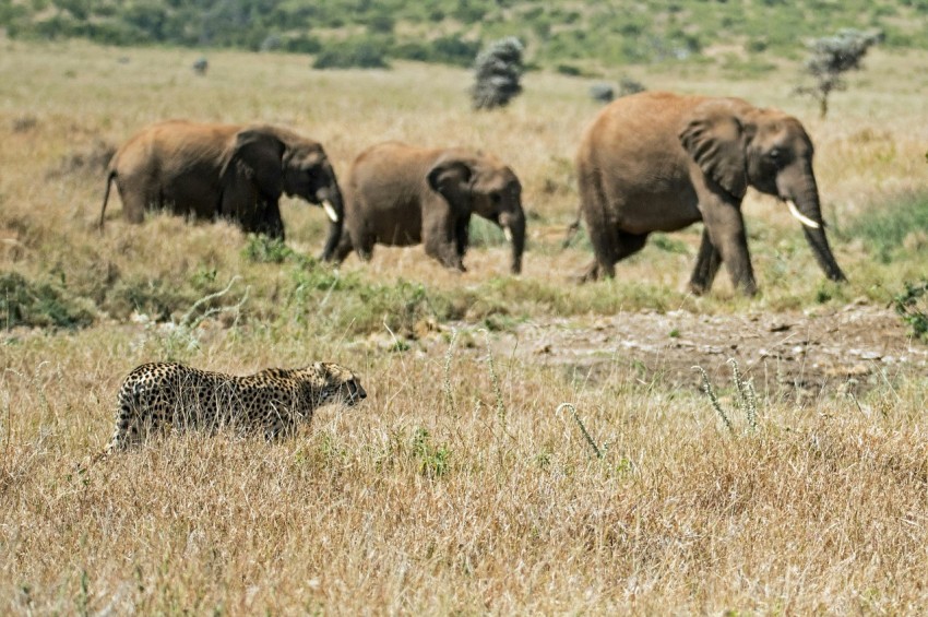 elephants on field